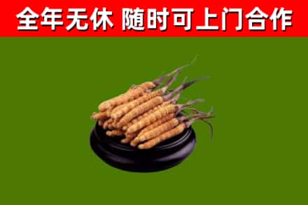 来凤县回收散虫草