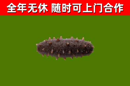 来凤县回收海参干